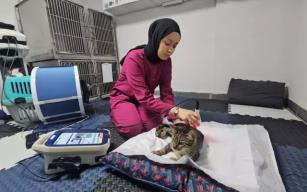 Darbe alıp felç kalan kedi yürümeye başladı...