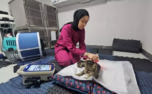 Darbe alıp felç kalan kedi yürümeye başladı...