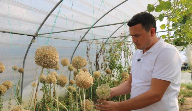 Ata Tohumu projesi katlanarak büyüyor...