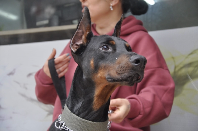 KÖTÜ DOBERMANN YOKTUR!.. KÖTÜ KÖPEK SAHİBİ VARDIR!..