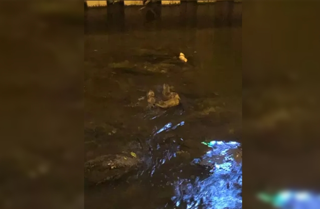 Nesli tükenmekte olan su samurları kameraya yansıdı...