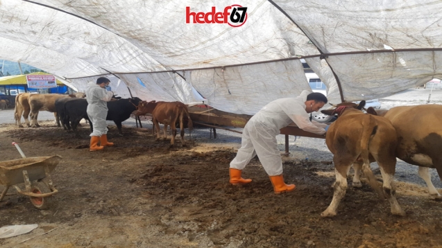 KDZ EREĞLİ’DE KURBAN PAZARI KURULDU, BELEDİYE DENETLİYOR