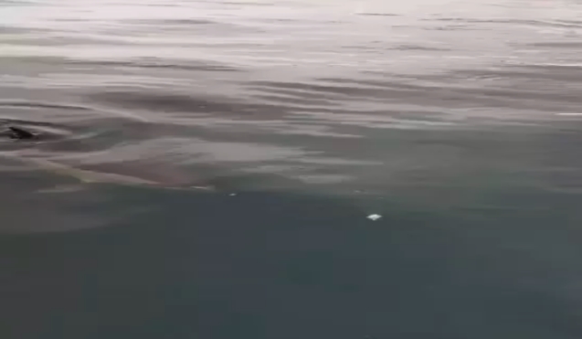 Yanlarına yunus yaklaştı...Beslediler...