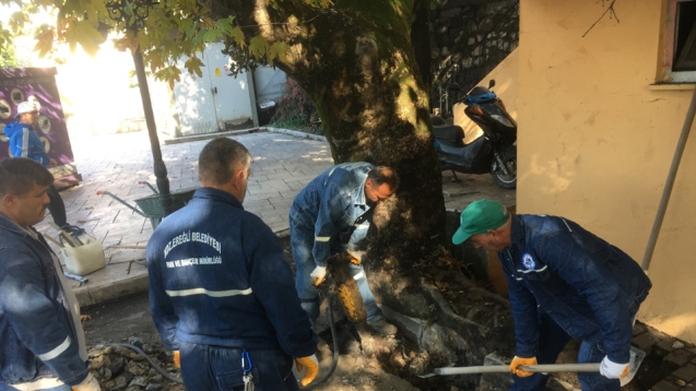 KDZ. EREĞLİ’NİN TARİHİ ÇINARLARI BAKIMA ALINDI.!