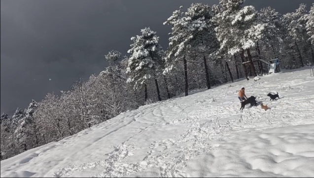 Köpekleriyle birlikte karın keyfini çıkardı...