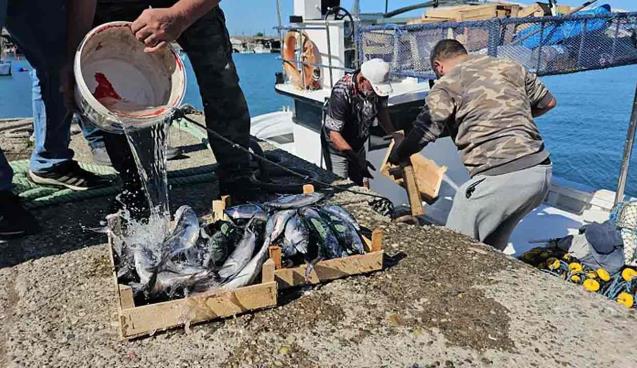 Denizde palamut bolluğu… 50 ton ile döndüler…