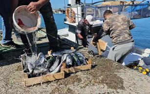 Denizde palamut bolluğu… 50 ton ile döndüler…