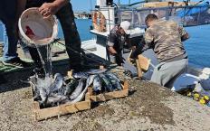 Denizde palamut bolluğu… 50 ton ile döndüler…