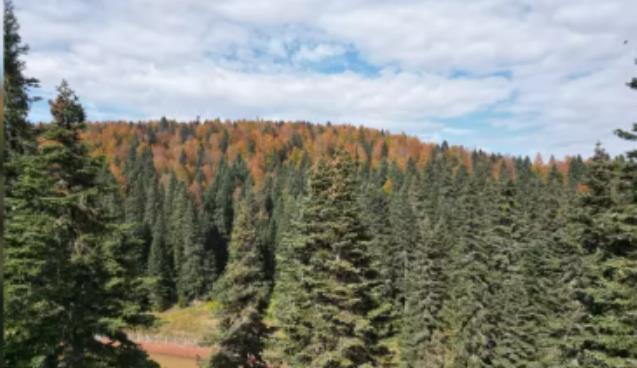 Sonbaharın güzellikleri, eşsiz manzara...