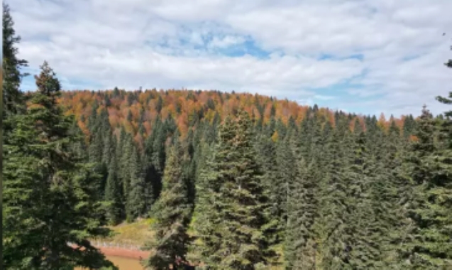 Sonbaharın güzellikleri, eşsiz manzara...