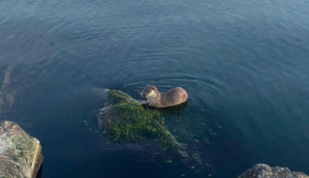 Oyuncu ve acıkan su samurları kameraya yansıdı...