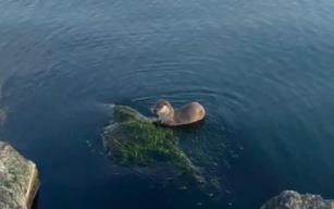 Oyuncu ve acıkan su samurları kameraya yansıdı...