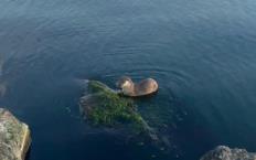 Oyuncu ve acıkan su samurları kameraya yansıdı...