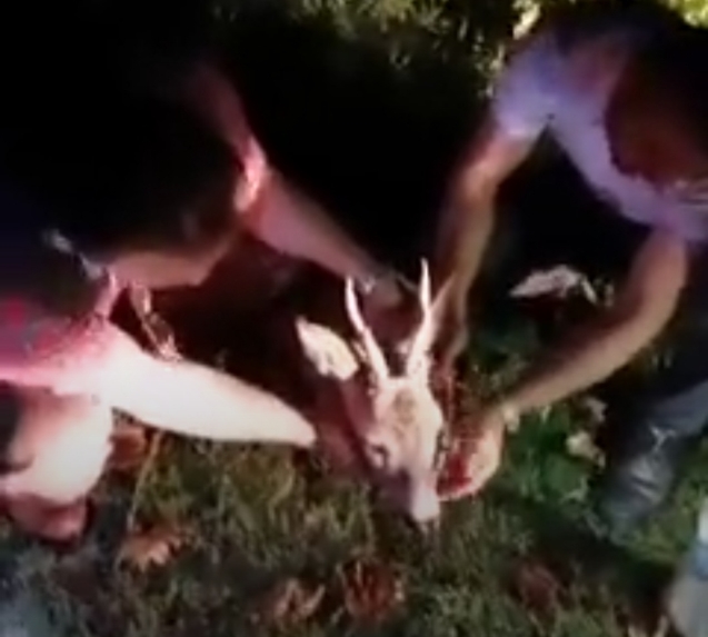 Karaca'ya çarpıp kaçan sürücüye tepki gösterdiler...