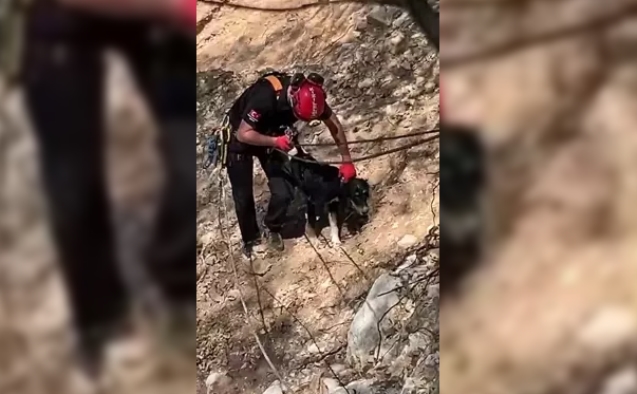 Kayalıklarda köpek kurtarma operasyonu...