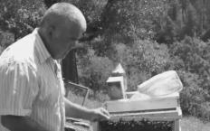 Kestiği ağacın altında can verdi...