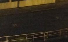 Aç kalan çakallar yola indi...