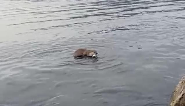 Su samuru, oltaya takılan balığı çalıp kaçtı..