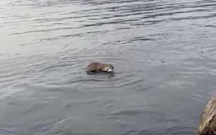 Su samuru, oltaya takılan balığı çalıp kaçtı..