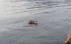 Su samuru, oltaya takılan balığı çalıp kaçtı..