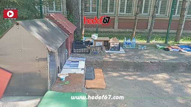 Sokak kedileri için kedi kulübeleri yapıldı...