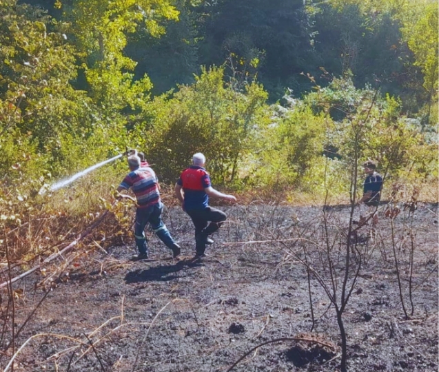 Fındık tarlasında çıktı… Ormana ilerledi,,,