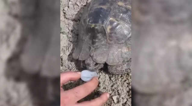 Ormanda bitkin düşen kaplumbağaya su içirdiler...