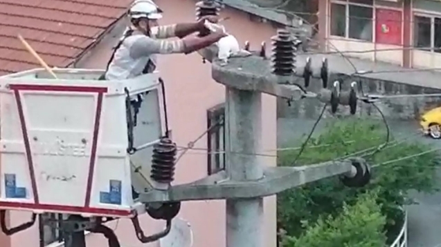 Elektrik direğinde telef oldu...
