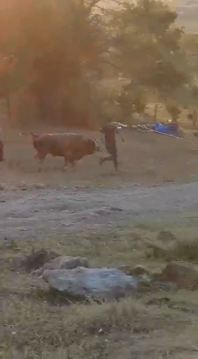 İki kişiyi yaralayan boğa sırra kadem bastı