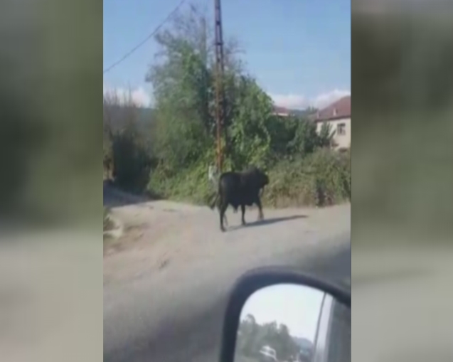 Kaçan boğa köyde tur attı
