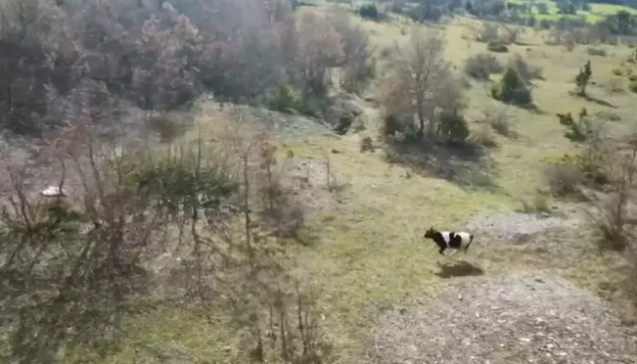 Cami imamı, kaybolan ineği dronla buldu...