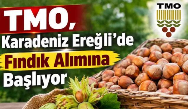Yalman açıkladı.... TMO fındık alımına başladı...