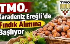 Yalman açıkladı.... TMO fındık alımına başladı...