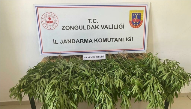 50 kök kenevir bitkisi ele geçirildi.