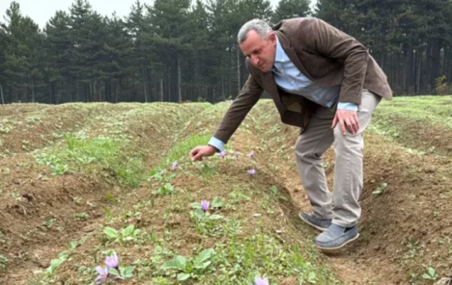 Dünyanın en pahalı baharatı safranın hasadı başladı...