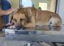  ATİK köpek yapılan müdahalelere rağmen kurtarılamadı.