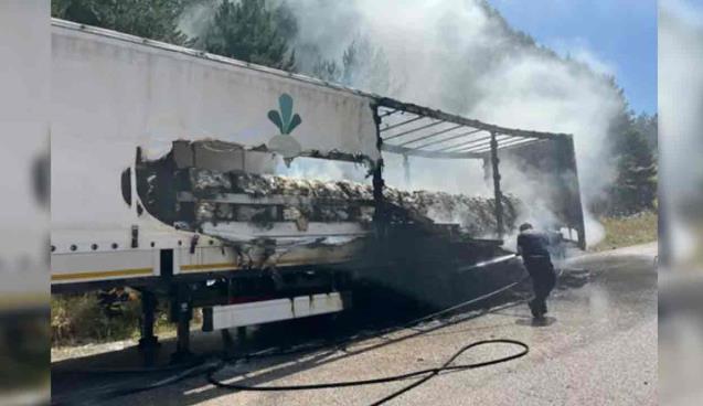 TIR’ın dorsesinde çıktı… Ağaçlara sıçradı…