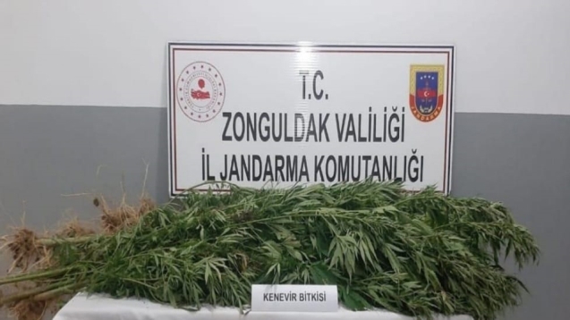 Kenevir operasyonunda 3 kişi gözaltına alındı...