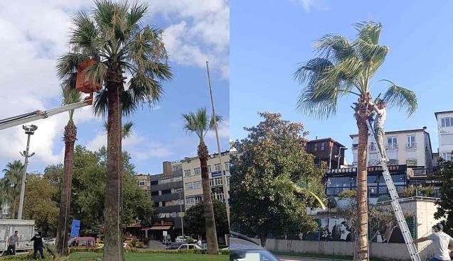 Ereğli’nin tropikal dokusu bakıma alındı…