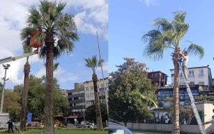 Ereğli’nin tropikal dokusu bakıma alındı…