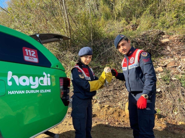 Jandarma fırtınadan etkilenen hayvanları tespit etti.