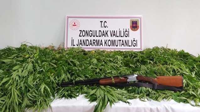 307 KÖK HİNT KENEVİRİ ELE GEÇİRİLDİ...