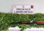 307 KÖK HİNT KENEVİRİ ELE GEÇİRİLDİ...