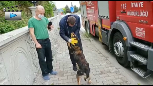 İTFAİYE EKİPLERİ MAHSUR KALAN KÖPEĞİ KURTARDI...
