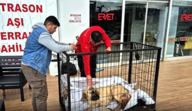 Kayıp köpeğini vurulmuş olarak buldu…