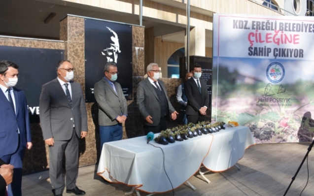 Ereğli Belediyesi, Osmanlı Çileği fidesi dağıtacak