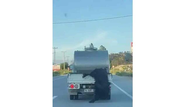 Kurbanlık hayvanı kamyonetin kasasından sarkıtan sürücüye...