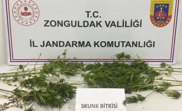 Eş zamanlı operasyonla skunk ele geçirildi