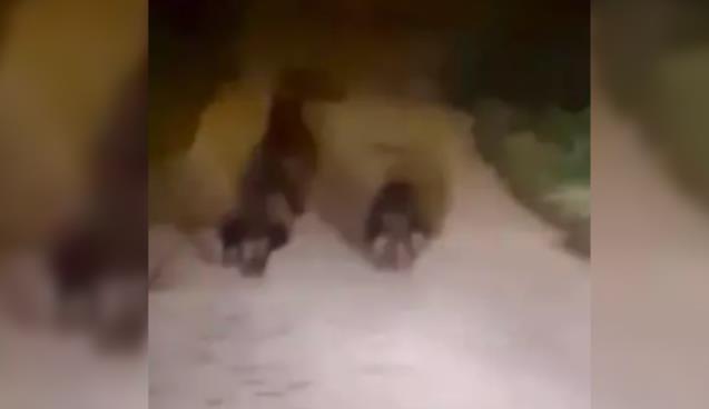 Bozayı ve 2 yavrusu cep telefonu ile görüntülendi...