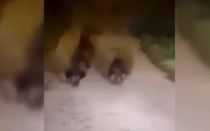 Bozayı ve 2 yavrusu cep telefonu ile görüntülendi...